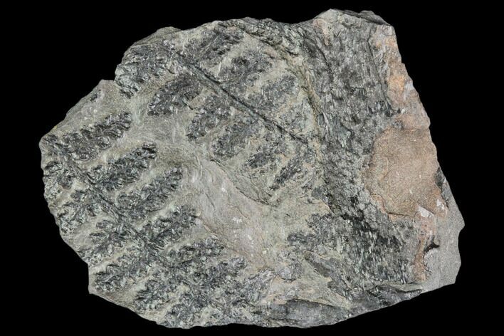 Pennsylvanian Fossil Fern (Sphenopteris) - Alabama #112765